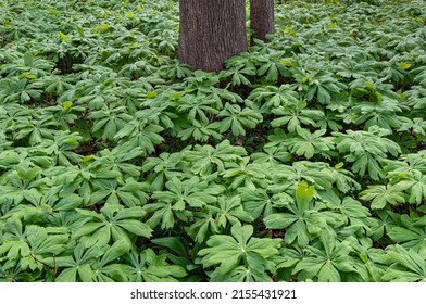 Mayapples Fill The Forest Floor In A Lowland Area In Black Partridge Woods Forest Preserve, Cook County, Illinois