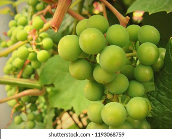 Maybe It's Green Grapes, But It's Not Accurate