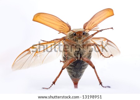 Maybug beetle flying up against a glass window