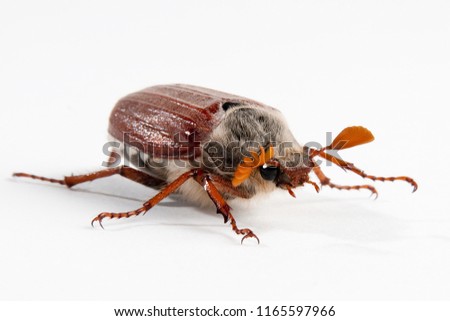 Maybug Cock Chafer Dorbeetle