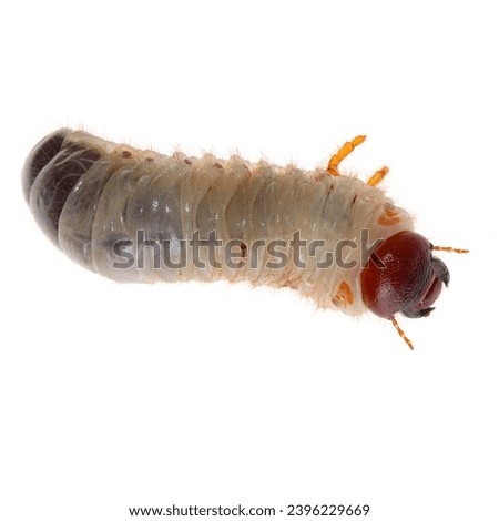 Maybug larva close-up on a white background
