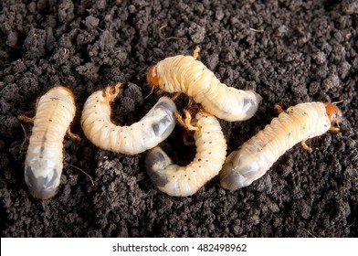 may-bug larvae in the soil background. Melolontha vulgaris