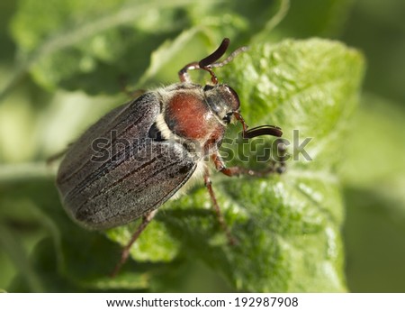 The may-bug The may-bug, may beetle, common name for two species of beetles of the genus Melolontha family scarabs; a plant pest. Length 22-29 mm Body black: elytra are red-brown, downy white hairs.