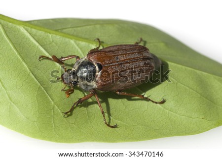 maybug, Melolontha