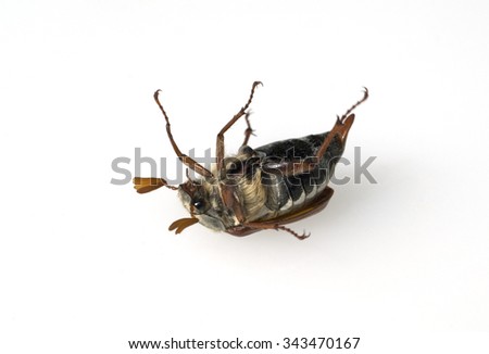 maybug, Melolontha