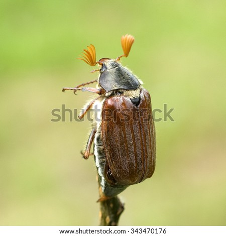 maybug, Melolontha