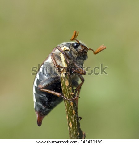 maybug, Melolontha
