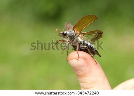 maybug, Melolontha