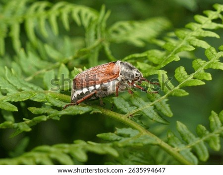 Maybug on a fern leaf, springtime.