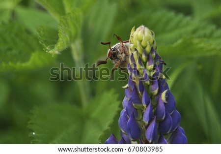May-bug on a lupine flower on a green background