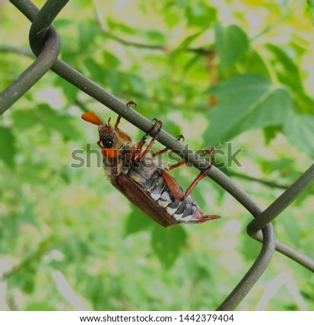 Maybug/chafer beetle on a steel fence