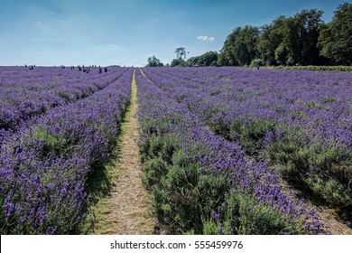 Mayfield Lavender Farm