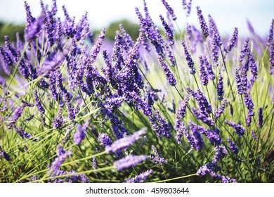 Mayfield Lavender Farm In England