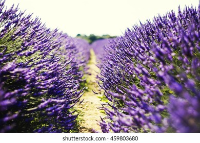 Mayfield Lavender Farm In England