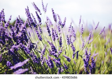 Mayfield Lavender Farm In England