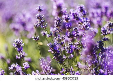 Mayfield Lavender Farm In England