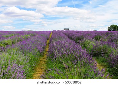 Mayfield Lavender Farm, UK