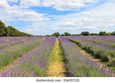 Mayfield Lavender Farm, UK