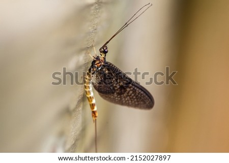 Mayflies (Ephemeroptera) on wood, macro photography, shallow debth of field Stock photo © 