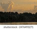 mayflies on Maros river hungary