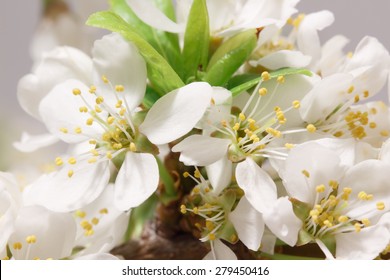 Mayflower Flower: A Branch With Lots Of White Flowers Close-up