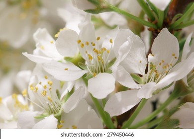 Mayflower Flower: A Branch With Lots Of White Flowers Close-up