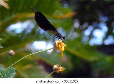 Mayfly