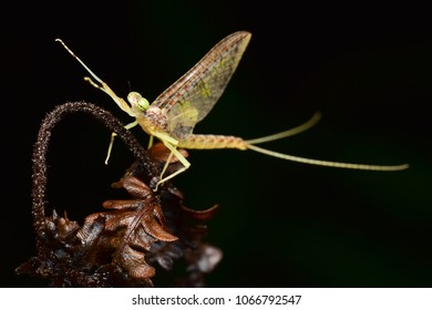 Mayfly of borneo