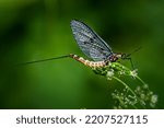 Mayfly dun sitting on green leaf