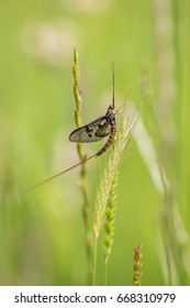 Mayfly - Ephemeroptera