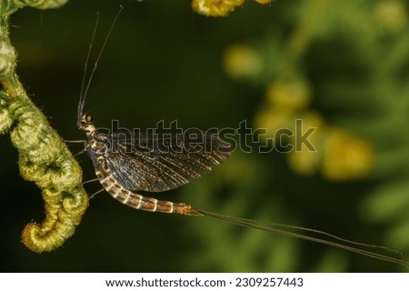 Mayfly (Ephemeroptera) sitting on a green leaf. Macro, copyspace