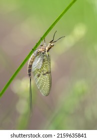 Mayfly insect ie Ephemera sp on plant stem with defocussed background. UK.