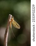 A mayfly resting on a small wooden  branch. Mayflies also known as shadflies or fishflies in Canada and the upper Midwestern United States.