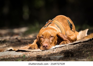 Maygyar Vizsla Pointing Dog Wire Hair