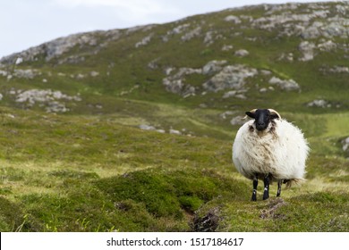 Mayo Blackface sheep in the rugged landscape of Connemara, County Galway, West Ireland