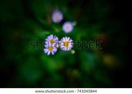 Similar – daisies Colour photo