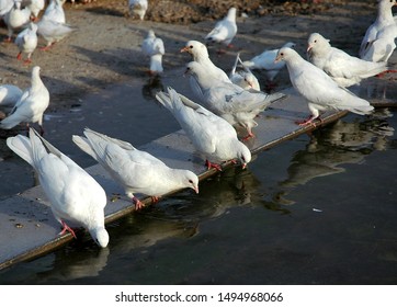 Mazar-i-Sharif, Balkh Province In Afghanistan. Birds Drinking Water Outside The Blue Mosque In Mazar I Sharif. The Mosque Is Famous For Its Beautiful White Doves Or Pigeons. Northern Afghanistan.