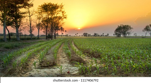 Maze Field In Punjab