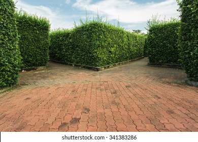 Maze Garden