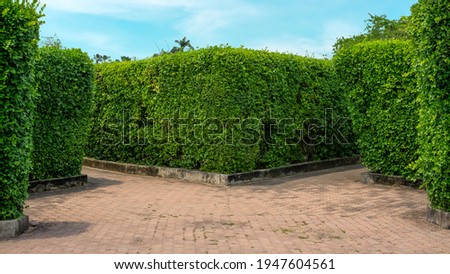 Maze garden design, green leaf wall plant on concrete walkway in gardens with hedge round shape of bush and white stone on green grass lawn in a good care landscaped