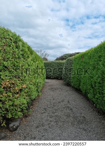 
It is a maze path made by trimming trees.