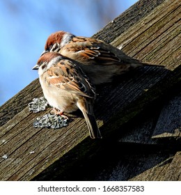 Mazovian sparrow bird living in the vicinity of farm buildings near the city of Lomza in the Podlasie region in Poland - Shutterstock ID 1668357583
