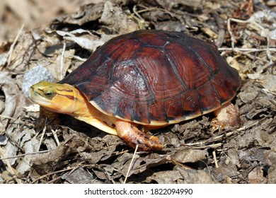 Mccords Box Turtle Cuora Mccordi Stock Photo 1822094990 | Shutterstock