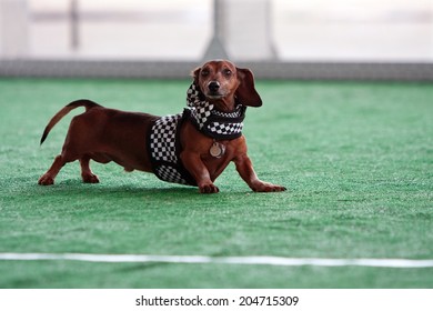 MCDONOUGH, GA - MAY 10:  A dachshund dressed in a checkered flag costume gets ready to race at the annual Dog Days of McDonough festival on May 10, 2014 in McDonough, GA. 