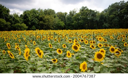 McKee Beshers Sunflower - Maryland