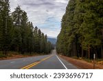 McKenzie Pass highway lined with lodge pole trees under cloudy skes in scenic Oregon, USA