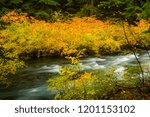 The McKenzie river and vine maple trees showing brilliant fall color in the Willamette  National Forest near McKenzie Bridge, Oregon.