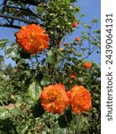 McKinley Park Rose Garden Sacramento California Orange Roses. Trundle with blossoms, greenery, stems, orange petals, and fluffy flowers in frame. Green growth, summertime sunshine blue sky clear day. 