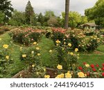 McKinley Park Sacramento California CA West Coast public rose garden on a stormy spring morning. Blooming blossoms of many rose varieties. Roses of many colors like yellow, red, pink, orange, etc Free