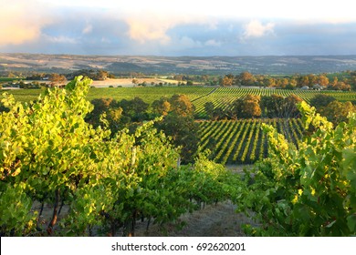 McLaren Vale, South Australia
Wine region - Shutterstock ID 692620201